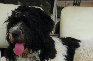Best Dog Foods For Saint Berdoodles
