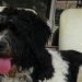 Best Dog Foods For Saint Berdoodles