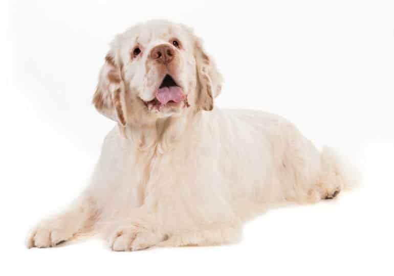 Best Dog Harnesses For Clumber Spaniels