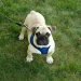 Best Dog Shampoos For Bull Pugs