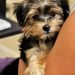 Best Dog Shampoos For Morkies