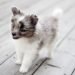 Best Puppy Foods For Aussie Poms