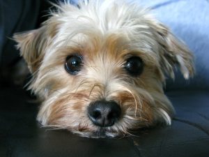 Best Puppy Foods For Morkies