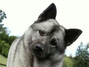 Best Dog Brushes For Norwegian Elkhounds