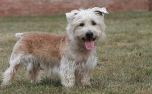 Best Dog Foods For Glen Of Imaal Terriers