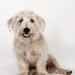Best Dog Muzzles For Glen Of Imaal Terriers