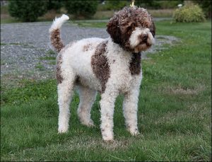Best Dog Shampoos For Lagotti Romagnoli