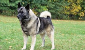 Best Dog Shampoos For Norwegian Elkhounds
