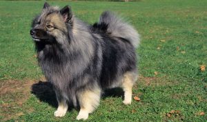Best Dog Toys For Keeshonds