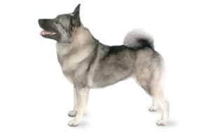 Best Dog Toys For Norwegian Elkhounds