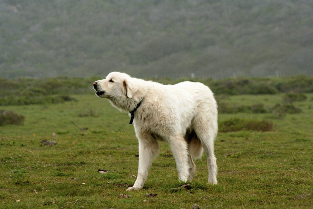 Akbash Dog Breed Information All You Need To Know