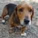 Basschshund Dog Breed Information All You Need To Know