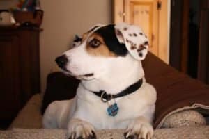 Beaglemation Dog Breed Information All You Need To Know