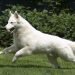 Berger Blanc Suisse Dog Breed Information All You Need To Know