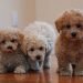 Bich Poo Dog Breed Information All You Need To Know