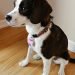 Boglen Terrier Dog Breed Information All You Need To Know
