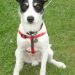 Border Jack Dog Breed Information All You Need To Know