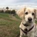 Cavador Dog Breed Information All You Need To Know
