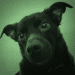 Chatterdale Dog Breed Information All You Need To Know