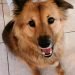 Chow Shepherd Dog Breed Information – All You Need To Know