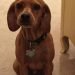Cockapin Dog Breed Information All You Need To Know