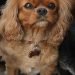 Cockinese Dog Breed Information All You Need To Know