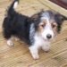 Copica Dog Breed Information All You Need To Know