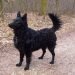 Croatian Sheepdog Dog Breed Information All You Need To Know