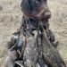 Deutsch Drahthaar Dog Breed Information All You Need To Know