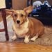 Dorgi Dog Breed Information All You Need To Know