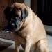 Doubull Mastiff Dog Breed Information All You Need To Know