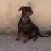Doxie Pin Dog Breed Information All You Need To Know