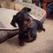 Doxie Scot Dog Breed Information All You Need To Know