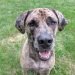 English Mastahoula Dog Breed Information All You Need To Know