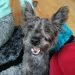 Fourche Terrier Dog Breed Information All You Need To Know