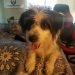 Foxker Dog Breed Information All You Need To Know