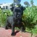Frenchie Pug Dog Breed Information All You Need To Know