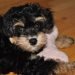 Ganaraskan Dog Breed Information All You Need To Know