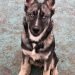 Gerberian Shepsky Dog Breed Information All You Need To Know