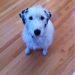 Goldmation Dog Breed Information All You Need To Know
