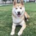 Huskita Dog Breed Information All You Need To Know