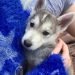 Husky Jack Dog Breed Information All You Need To Know
