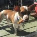 Jack Chi Dog Breed Information All You Need To Know