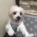 Jack Tzu Dog Breed Information All You Need To Know