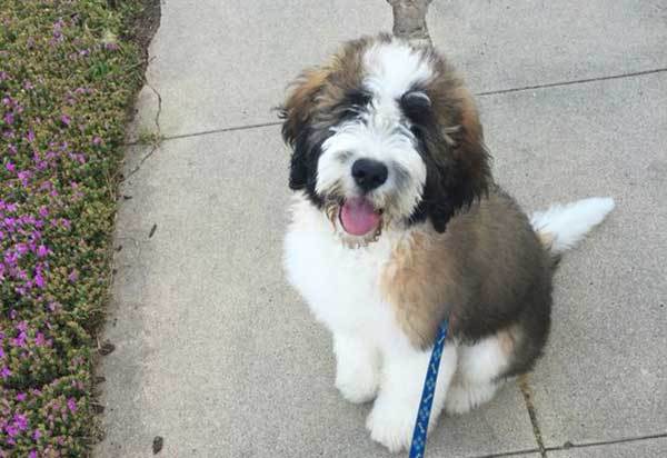 Saint Berdoodle Dog Breed Information All You Need To Know