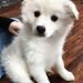 Kimola Dog Breed Information All You Need To Know