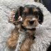King Charles Yorkie Dog Breed Information All You Need To Know