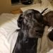 Labrahuahua Dog Breed Information All You Need To Know