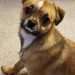 Malti Pug Dog Breed Information All You Need To Know