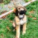 Mastidoodle Dog Breed Information All You Need To Know